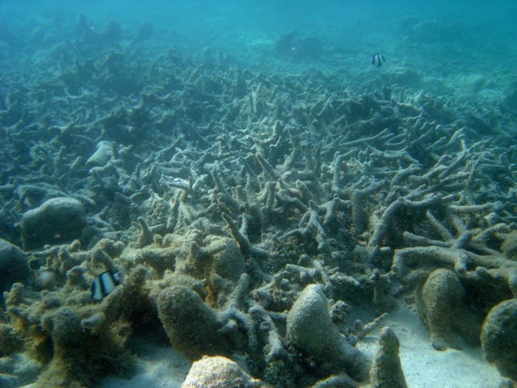 dead coral reef 