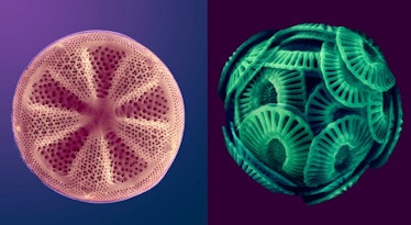 Enhanced scanning electron microscope images of phytoplankton (left, a diatom; right, a coccolithoph...
