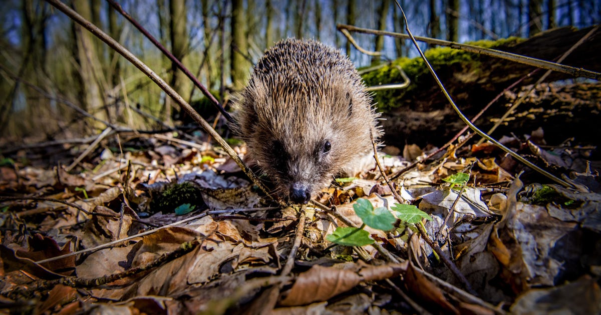 6 venomous mammals that roam, fly and crawl on planet Earth