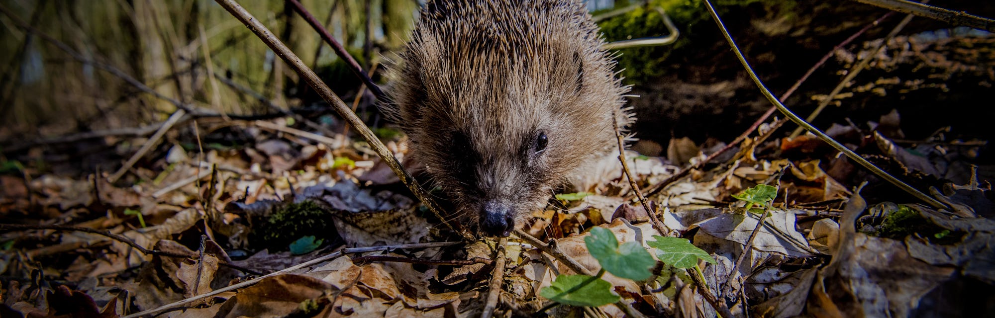 6 venomous mammals that roam, fly and crawl on planet Earth