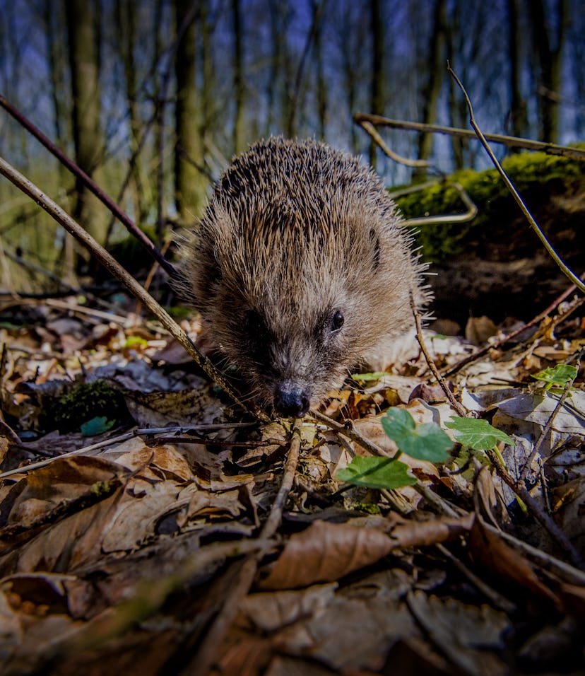 6 venomous mammals that roam, fly and crawl on planet Earth