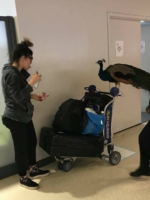 peacock, travel