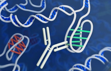 An i-motif with the white antibody attached. 