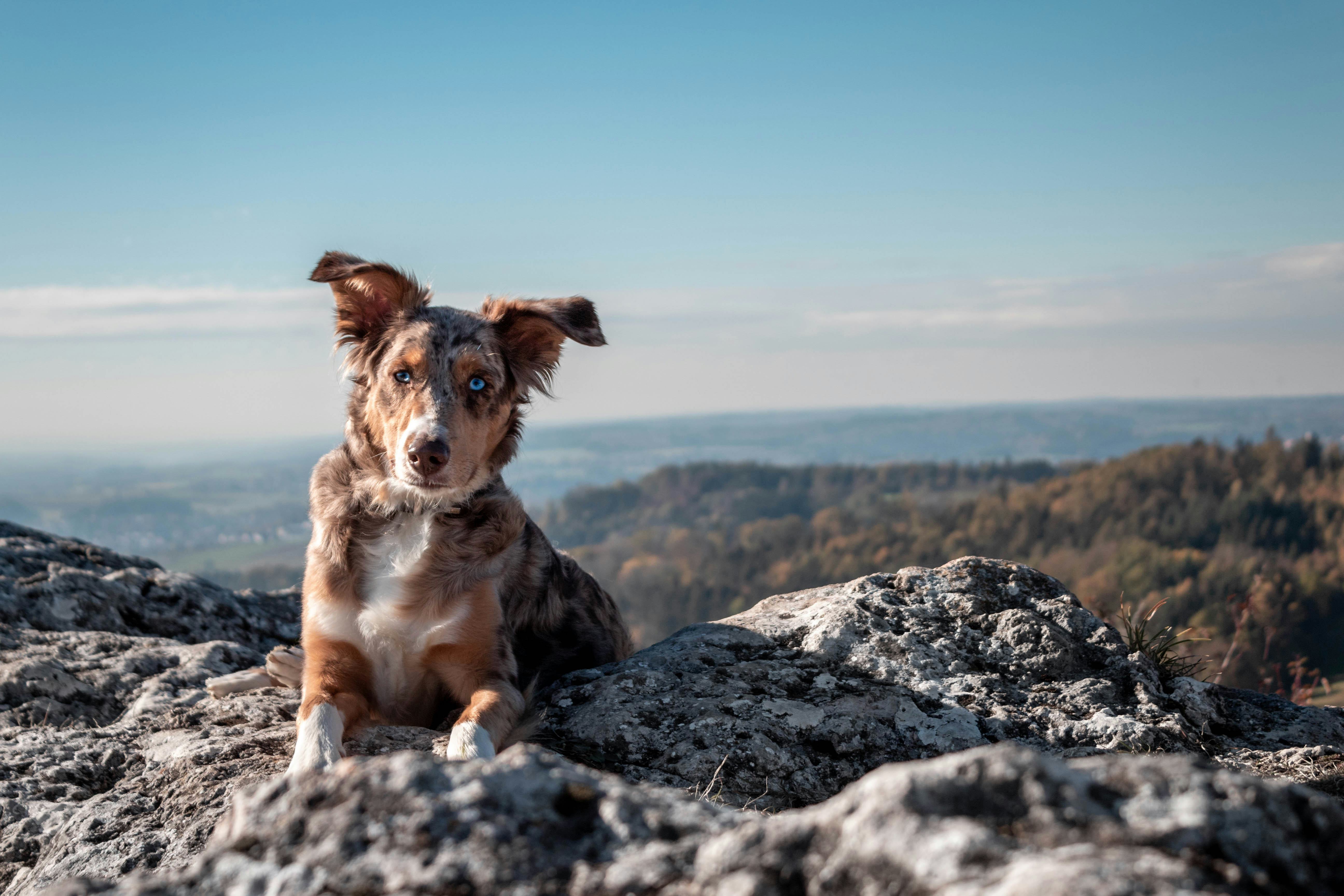 Australian Shepherds There S A Reason Most Have 2 Different