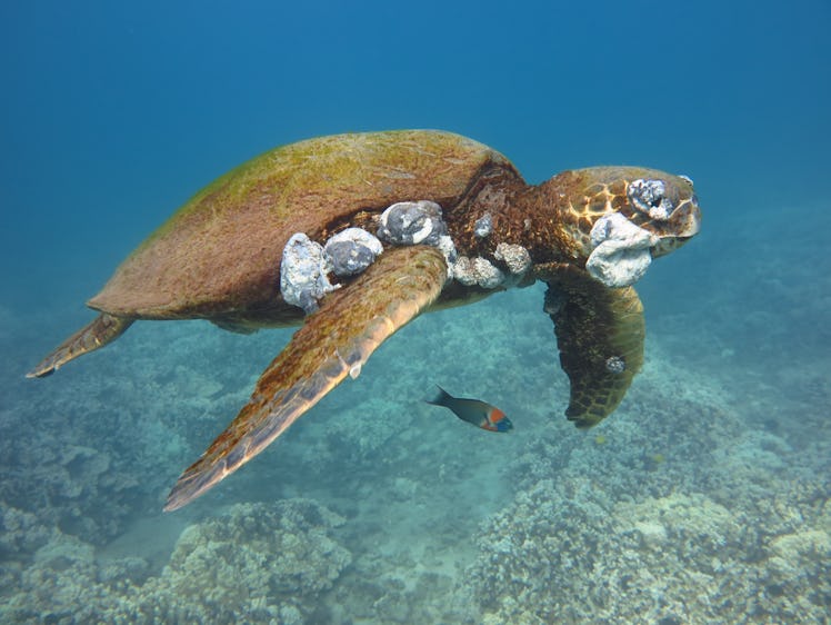 sea turtle