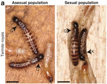 In all-female termite colonies (left), there are multiple queens, designated by the Q. In typical te...