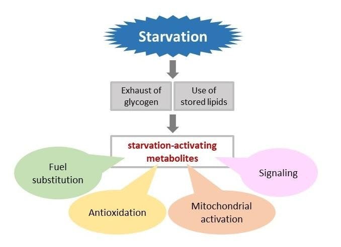 Metabolically Inactive State Japanese Fasting Study Reveals Complex Metabolic Changes in the Human Body