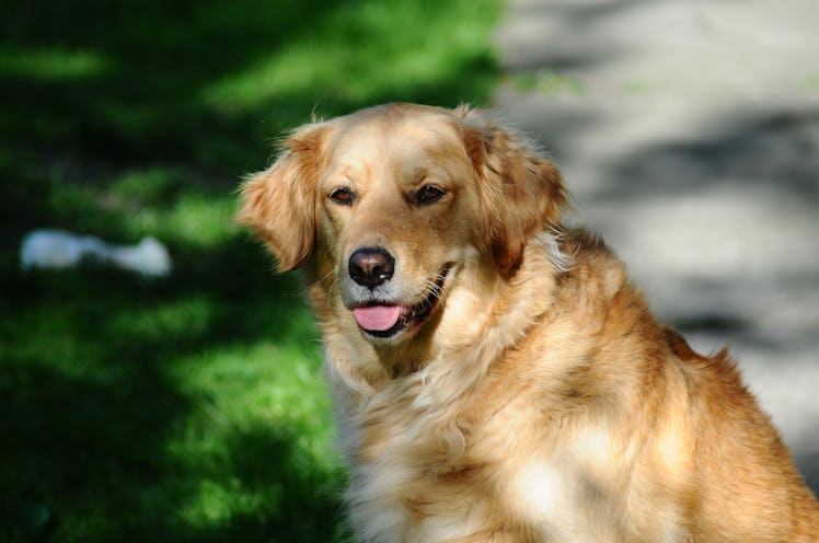 Free stock photo of dog, golden retriever, pet