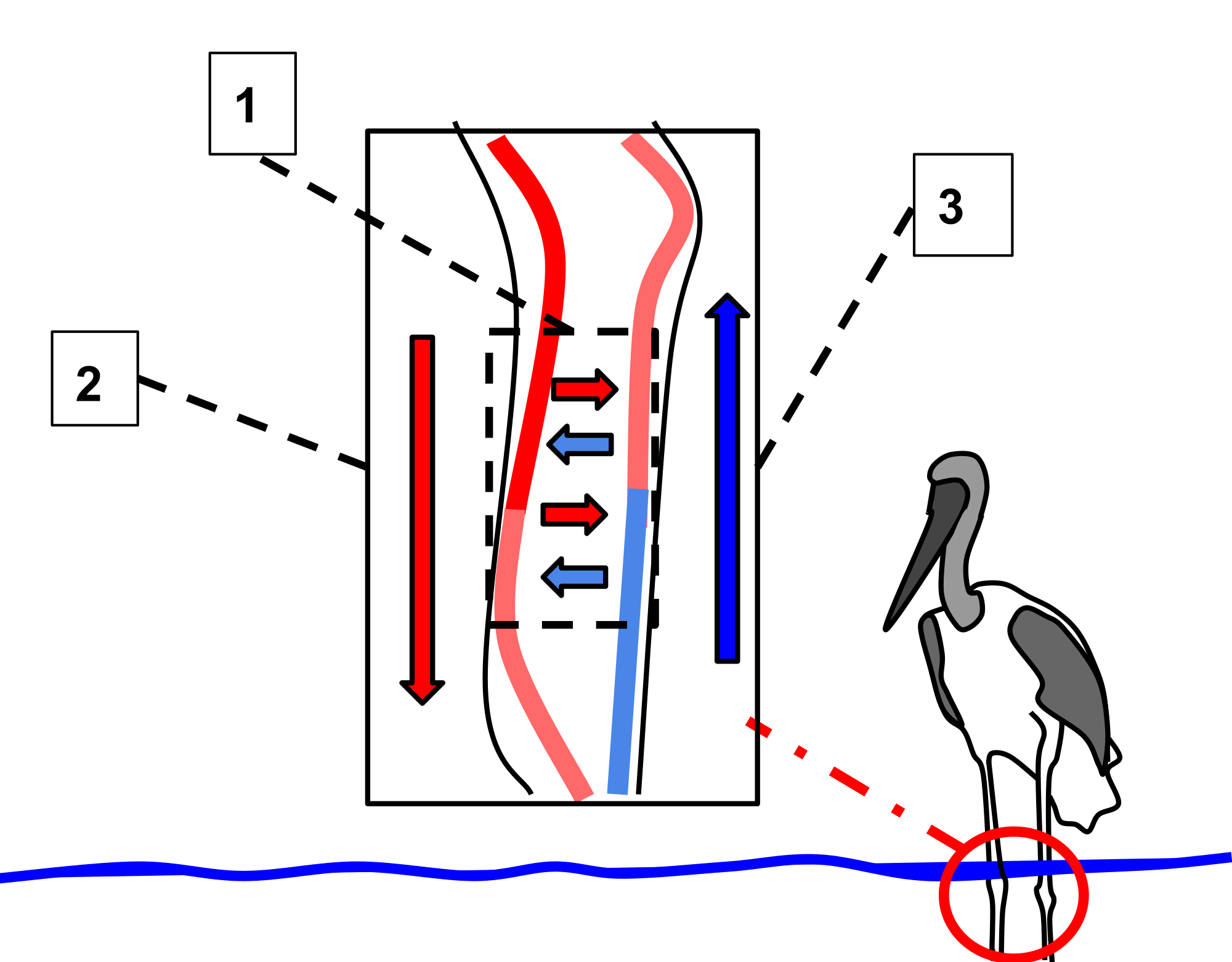 How Do Animals Survive the Cold? Antifreeze and Fur Are Just the Beginning
