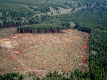 A clearcut forest on Washington State's Olympic Peninsula.