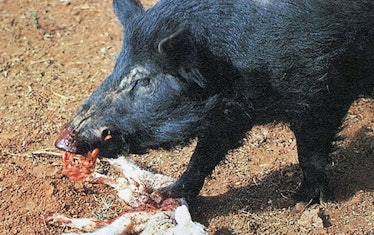 A hog in Australia eats a lamb. Rodriguez calls feral hogs "ecological zombies" because they'll eat ...