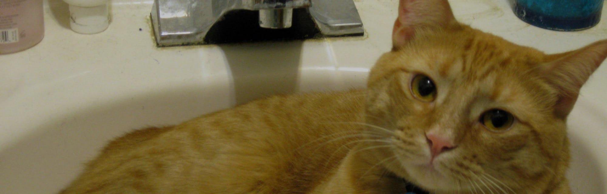 Why Are Cats Liquid According To Science