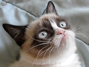 grump cat internet popular cute genetic mutation dwarfism 