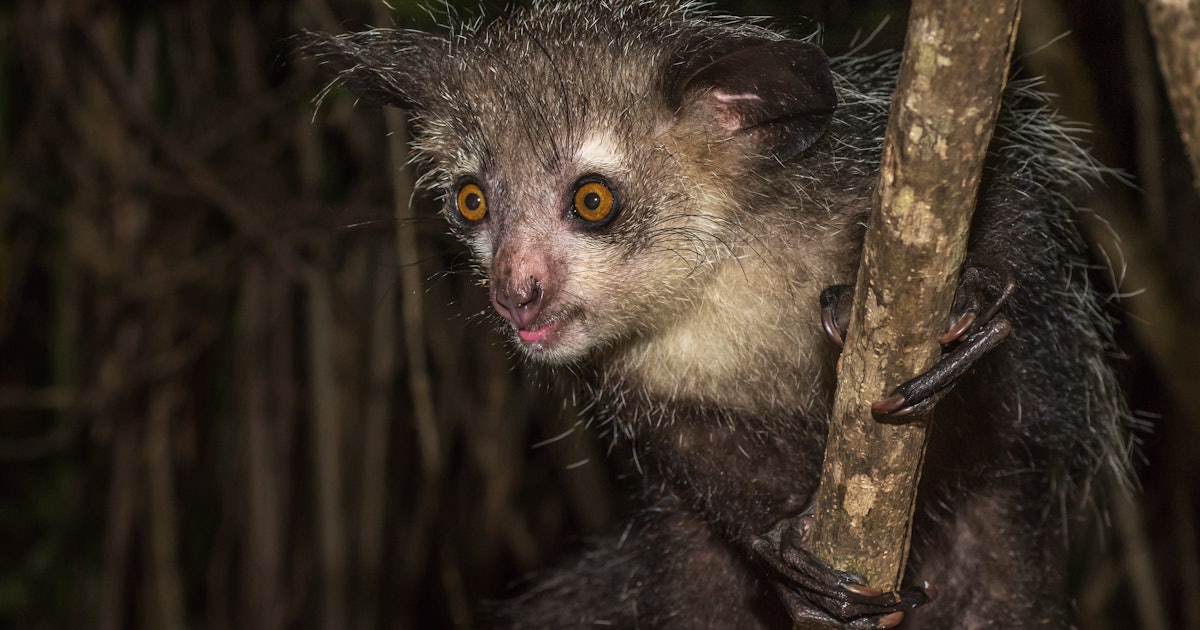 This creepy lemur has been hiding something from us for a long time