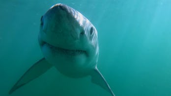 Shark Week 18 Great White Shark Nursery Is Terrifying But Kinda Cute Shark Week 18 Great White Shark Nursery Is Terrifying But Kinda Cute