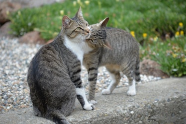 Eric's Cats CV 7-6-16 08