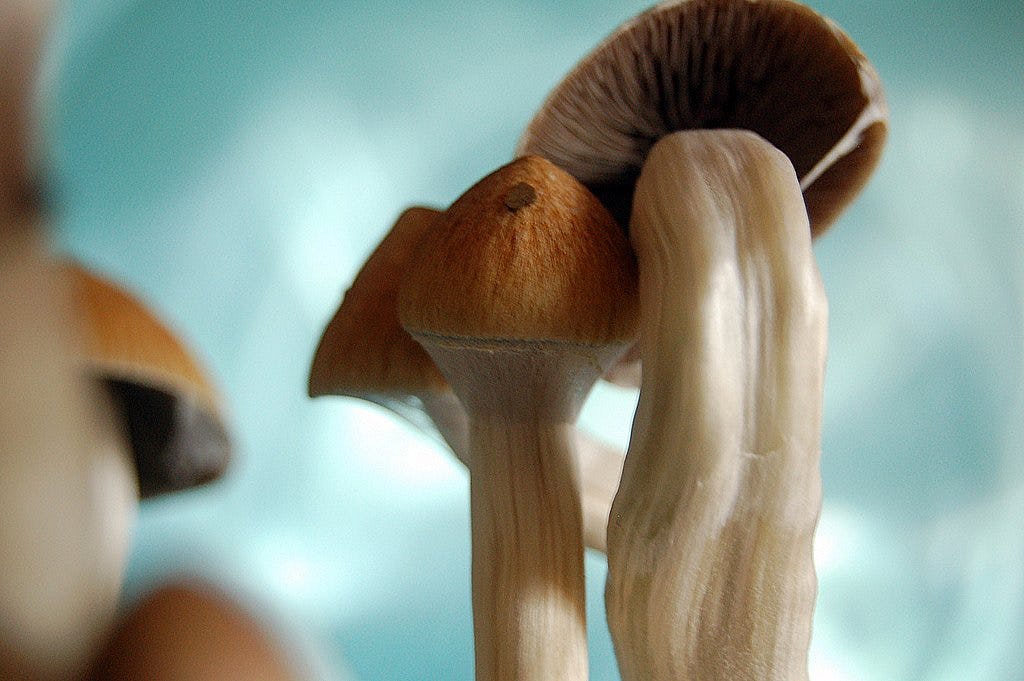 Denver Magic Mushrooms How a Scientific Revolution Decriminalized the Drug