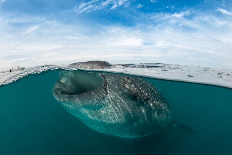 Whale shark eating plankton.