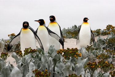 King penguins, climate change