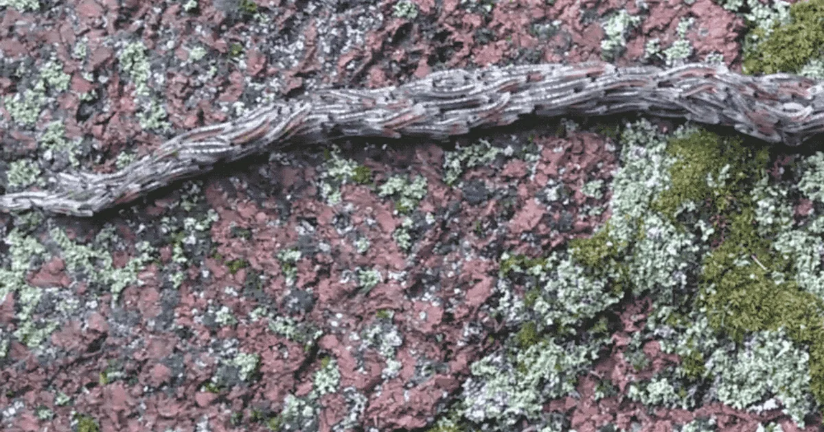 This Slithering Creature Is Actually Made of Hundreds of Larvae