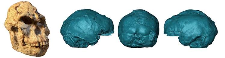 “Little Foot’s” skull and a 3-D rendering of the endocast.