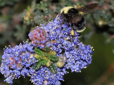 A closeup of a bee pollenating a flower 