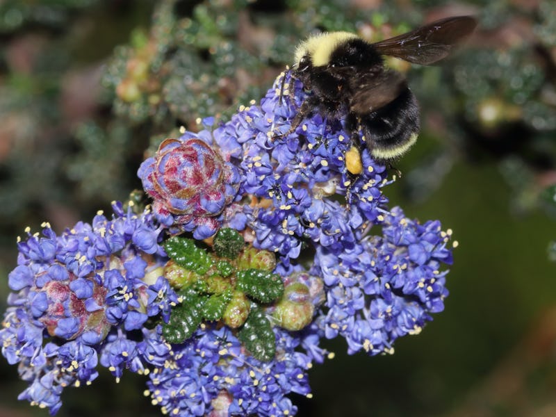 A closeup of a bee pollenating a flower