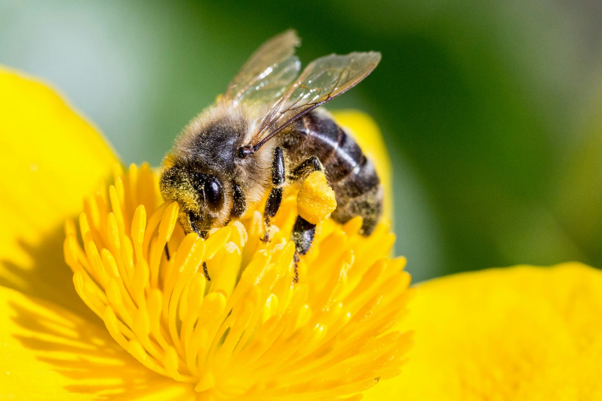 Puerto Rico's 'Gentle Killer Bees' Could Save The World's Honey