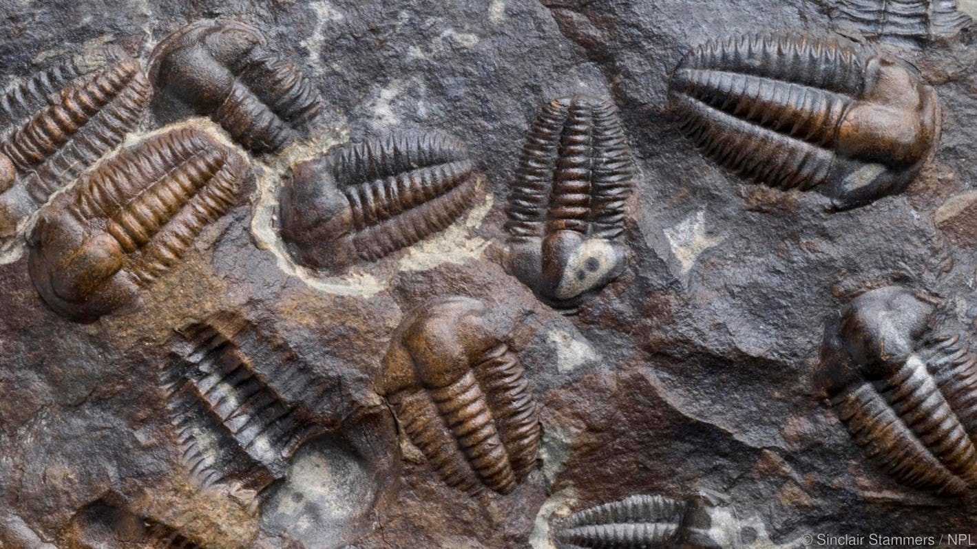 Global Warming Early Animals Caused Climate Change 500 Million Years Ago global-warming-early-animals-caused-climate-change-500-million-years-ago