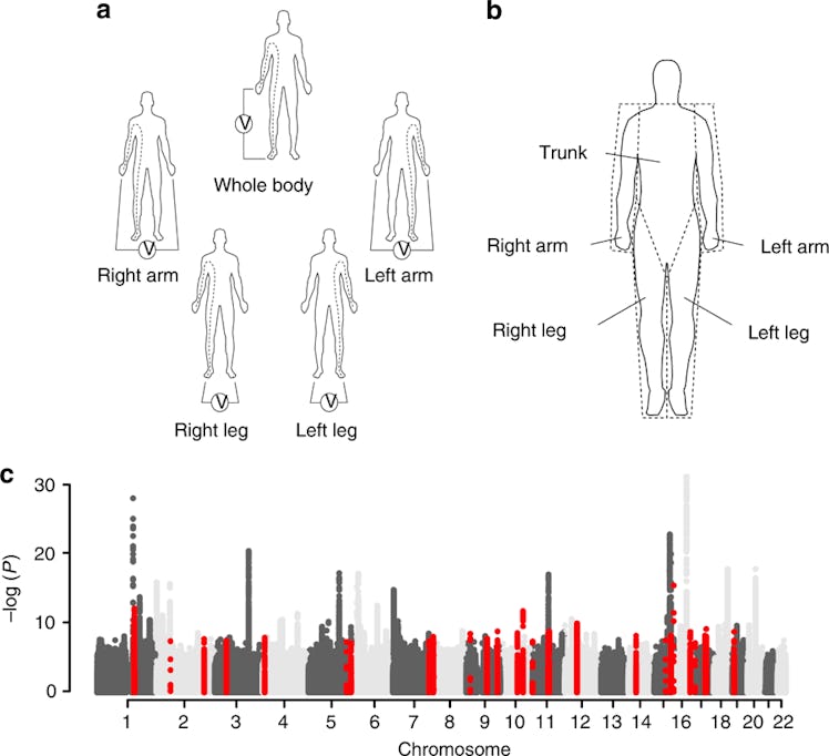Genome-wide association study of body fat distribution identifies adiposity loci and sex-specific ge...