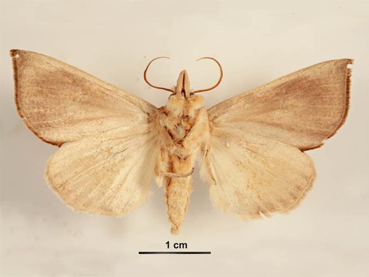 vampire moth