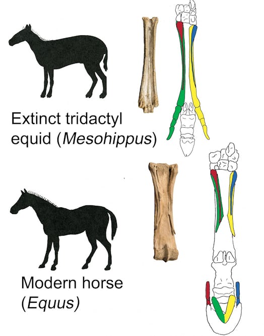 The extinct Mesohippus primigenium (top), the horse's ancestor, has long been thought to have three ...