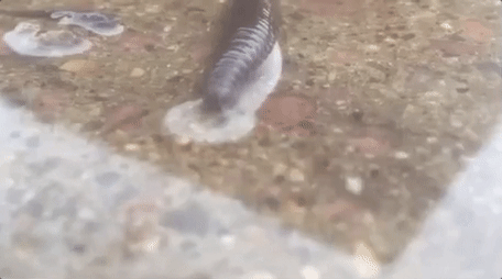 Why Do Worms Crawl Onto the Sidewalk When It Rains?