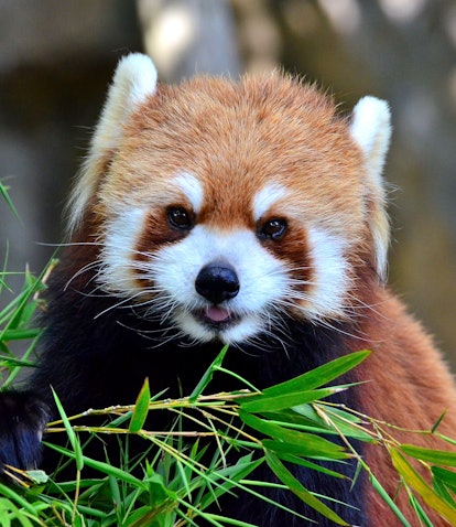 The Science of Cute and Why You Want to Bite This Baby Red Panda