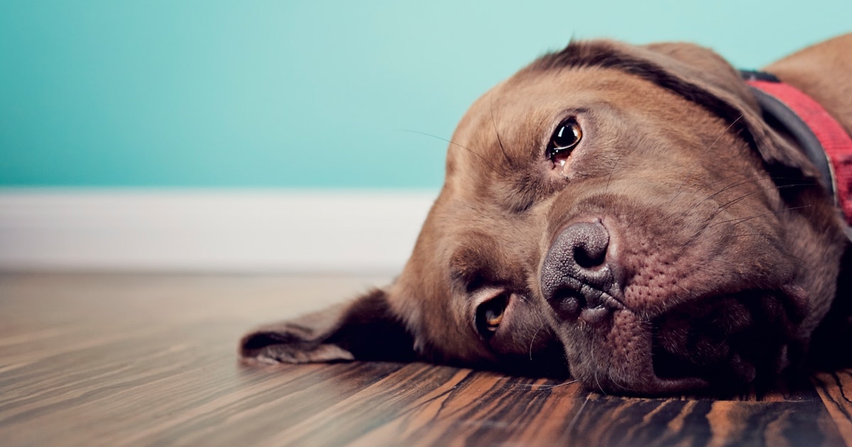 Do Dogs Have A Higher Pain Tolerance Than Humans