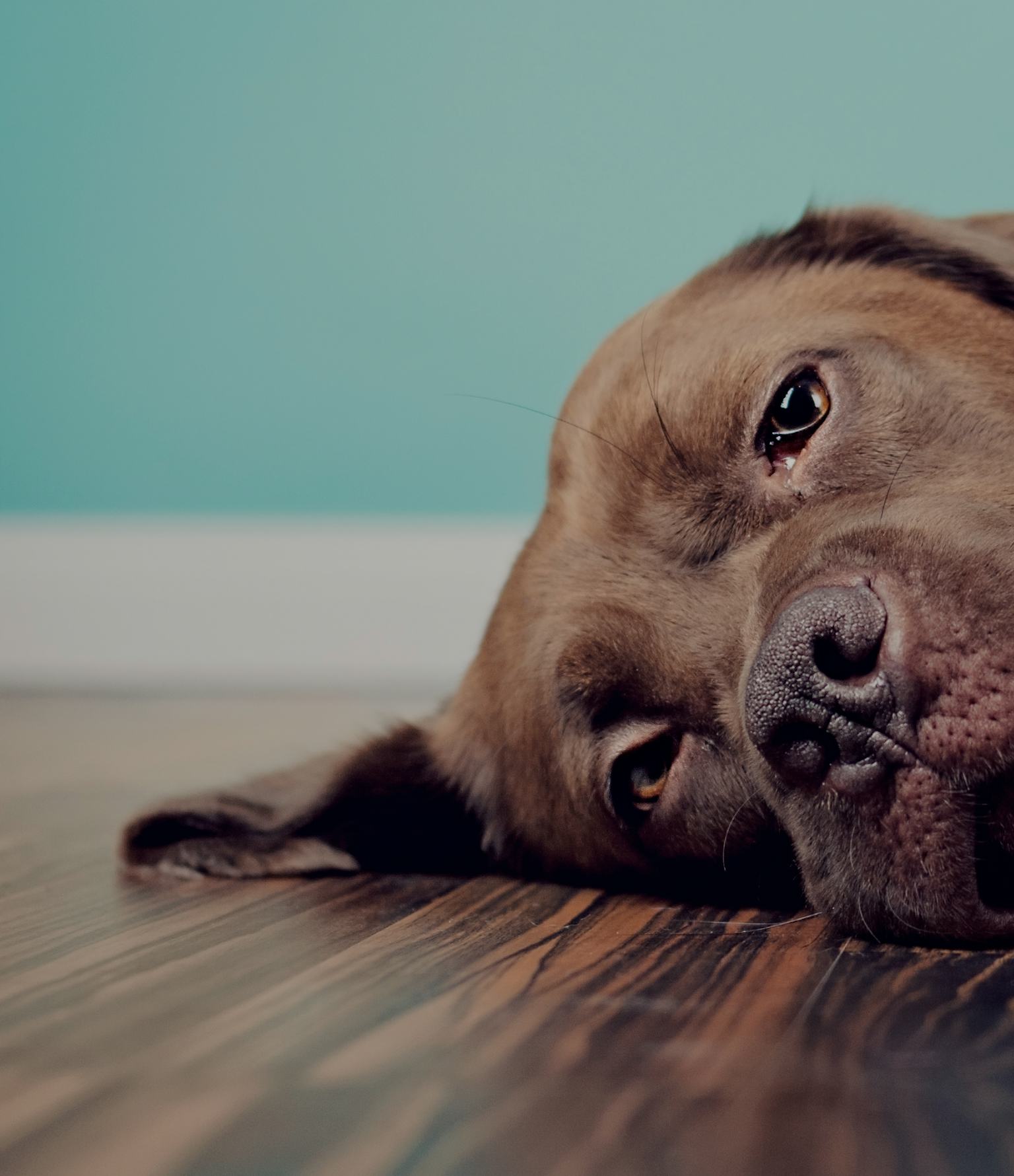 Dogs Experience Pain In A Uniquely Human Way Study Reports dogs-experience-pain-in-a-uniquely-human-way-study-reports