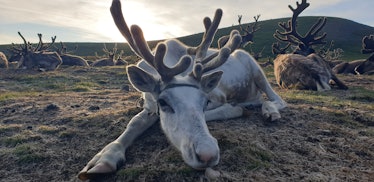 reindeer in northern Mongolia