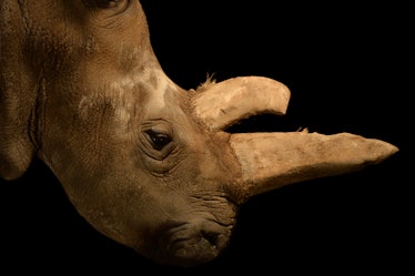 northern white rhino female