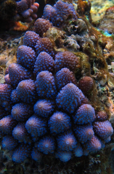 Coral color photo