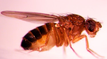 This fruit fly is used by researchers at Oregon State University for studies of the genes that contr...