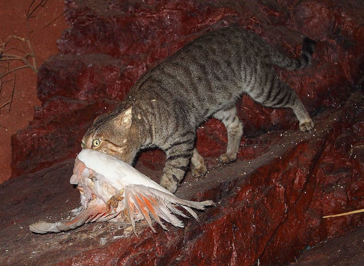  Feral cat with galah, mounted specimen