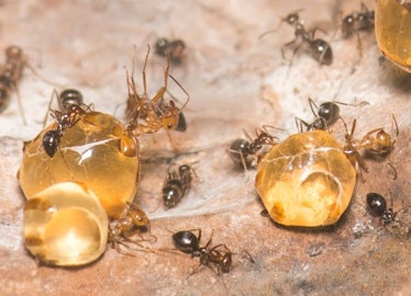 Close-up of three large replete honeypot ants (Myrmecocystus mimicus) at Oakland Zoo.