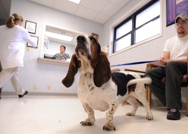 basset hound, dog, veterinarian 