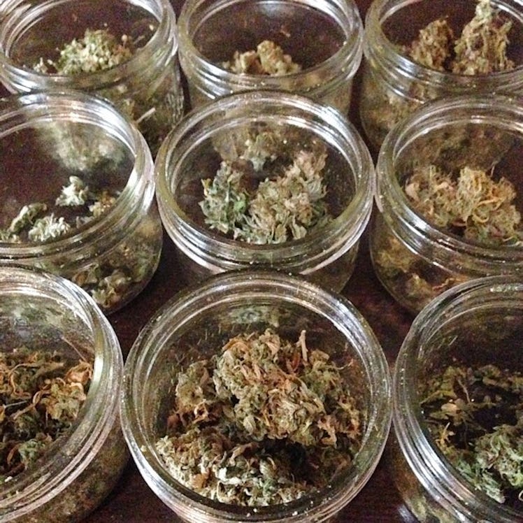 terpene terpenoid oil trichome weed pot marijuana kush jazz cabbage devil's lettuce cannabis