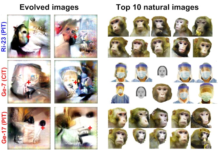 This figure shows natural images (right) and images evolved by neurons in the inferotemporal cortex ...
