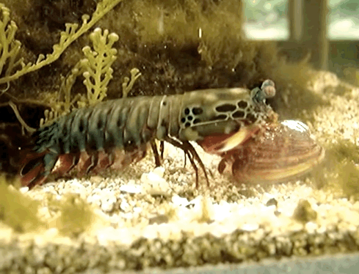 More Punches Beats Harder Punches in Mantis Shrimp Fights