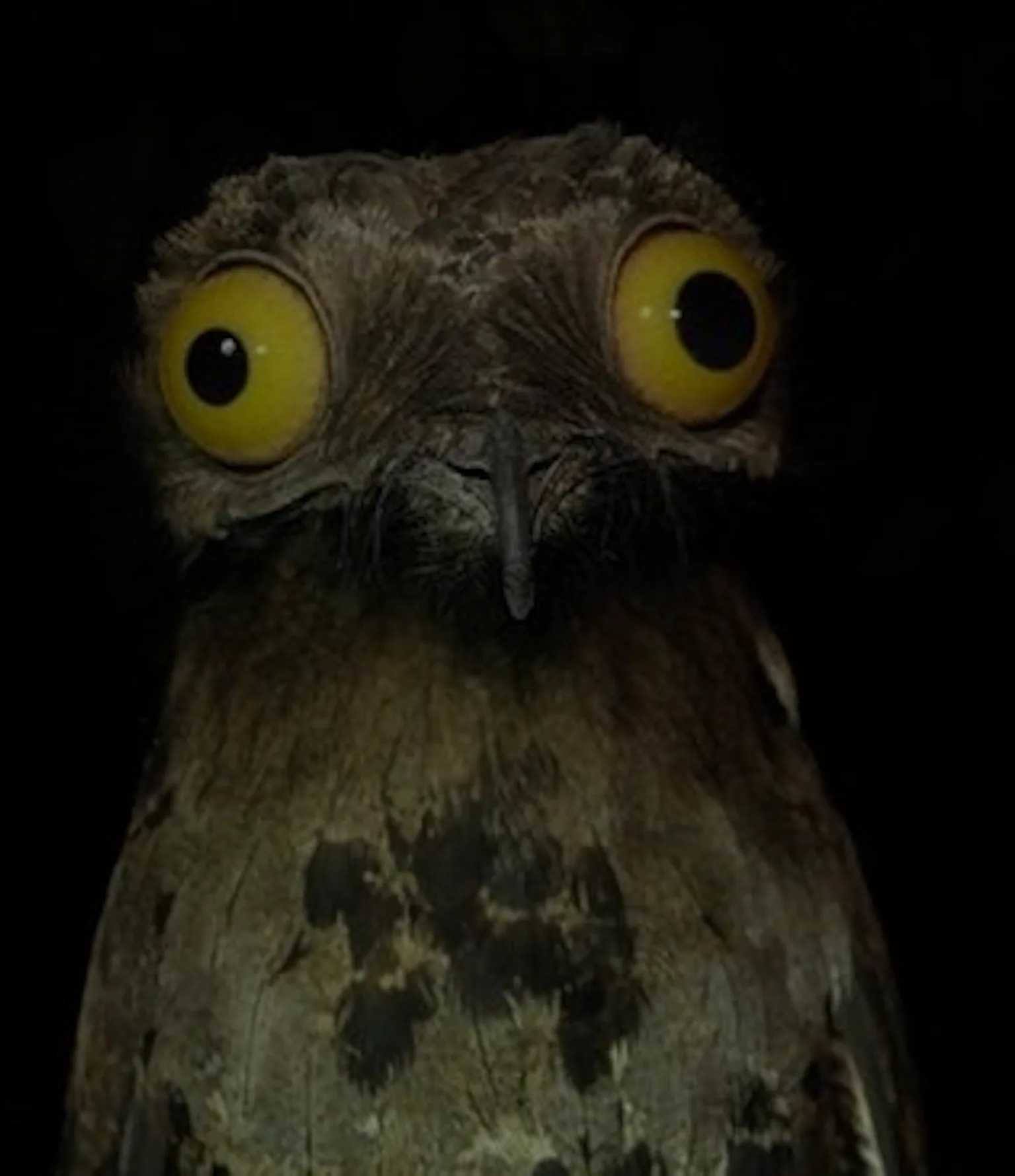 Potou Puppet What is a Potoo Bird? The Muppet-Looking Creature, Explained