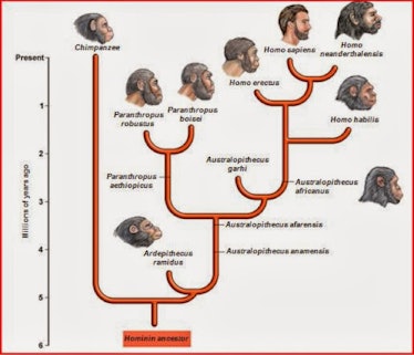 timeline human evolution homo hominin erectus habilis sapiens neandarthalensis neandarthal