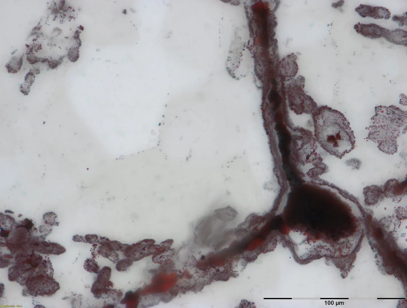 Rust Bacteria Researchers Discover the World's Oldest Fossil: 3.77 Billion Years