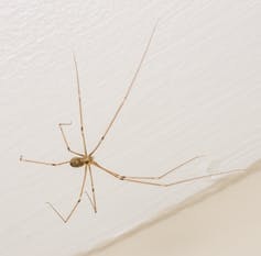 spider cellar harvestman confused longlegs sometimes daddy called kill shouldn why bertone nd matt cc